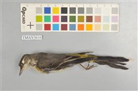 藏品(灰鶺鴒)的圖片